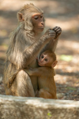 Rhesus Macaque baby feeding on mother at Sattal.Uttarakhand.India