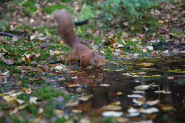 red squirrel, Sciurus vulgaris, close up portrait reflection/double besides a pool surrounded by the orange fall/autumn leaves within a pine and birch forest in Scotland.