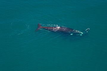Ballena franca austral o meridional (Euabalaena australis),, Peninsula Valdes, Patagonia, Argentina