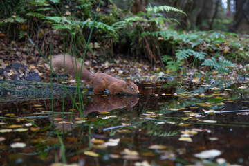 Red squirrel, Sciurus vulgaris, wide portrait of reflection upon a pool/pond within a pine and birch forest background with autumn orange leaves in Scotland.