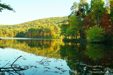 lake in forest