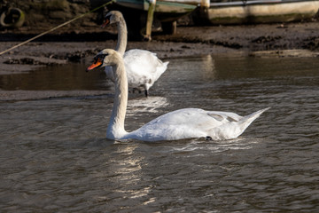 Two Swans on the Truro river