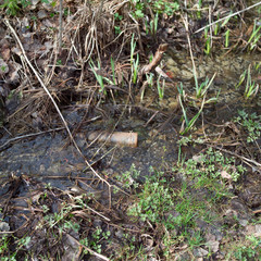 bottle abandoned in a swamp