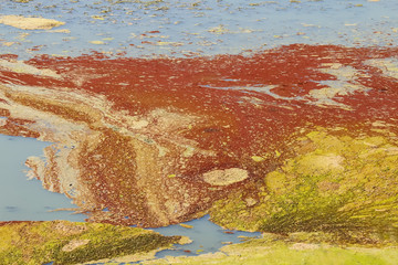 Bunter Algenteppich auf dem See