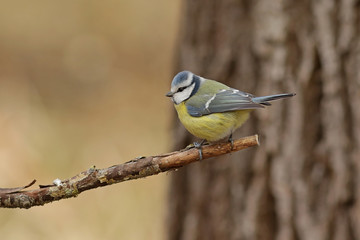 blue tit on a branch