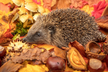 Hedgehog in autumn, wild, free roaming hedgehog, taken from within a wildlife hide to monitor the health and population of this favourite but declining mammal, copy space © Moorland Roamer