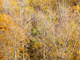 view of aspen grove in yellow forest in autumn