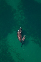 Ballena franca austral o meridional (Euabalaena australis),, Peninsula Valdes, Patagonia, Argentina © JUAN CARLOS MUNOZ