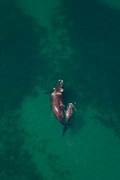 Ballena franca austral o meridional (Euabalaena australis),, Peninsula Valdes, Patagonia, Argentina