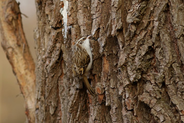 Obraz premium bark of a tree