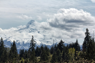 Mt Hood in Clouds Over Orchards