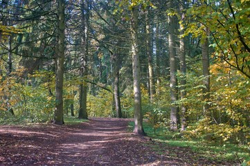 Beautiful path between Green yellow red colored trees in park in autumn. Leaves fall season. Minsk, Belarus