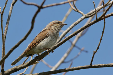 Fototapeta premium sparrow on a branch