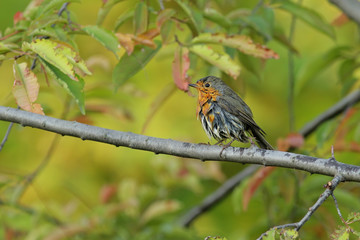 bird on a branch