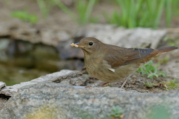 sparrow on a branch