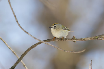 bird on a branch
