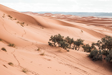 Sahara desert and valley at sunset 