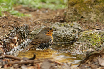 robin on the grass