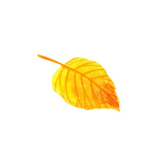 Hand drawn watercolor autumn leaf. Fall yellow and orange triangle shape leaf with orange red veins isolated on white background