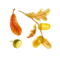 Hand drawn watercolor autumn floral collection. Set of oak branch with yellow green leaves and acorns, acorn hat and orange closed leaf with brown veins isolated on white