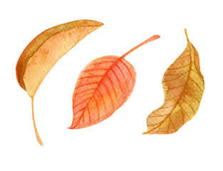 Hand drawn watercolor autumn floral collection. Set of red and brown fall leaves isolated on white