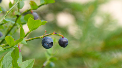 berries on a branch