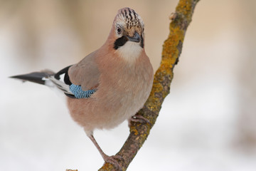 bird on a branch