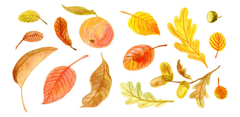 Watercolor autumn floral collection. includes botanical elements isolated on white. Set of colorful fall leaves, acorns and an apple