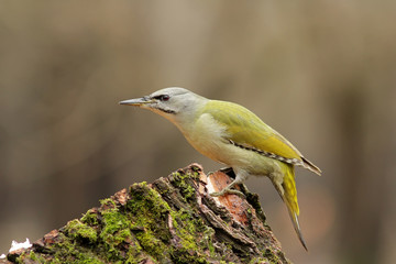 bird in flight