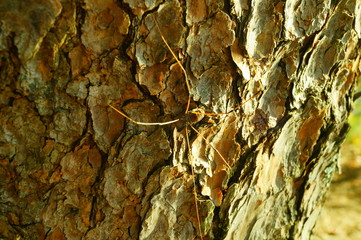 spider of a tree