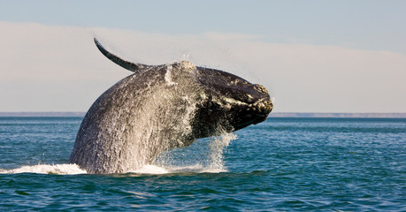 Fototapeta premium Ballena franca austral o meridional (Euabalaena australis),, Peninsula Valdes, Patagonia, Argentina