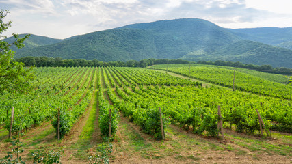 Fototapeta na wymiar Vineyards from the wine regions of the Krasnodar Territory