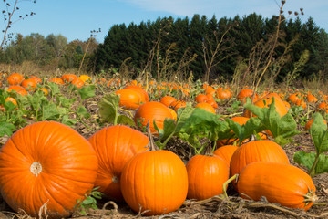 Pumpkins in pumpkin patch on a farm in the countryside