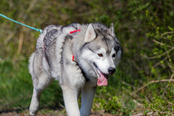 Chien de traîneau en course