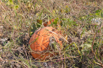 Harvest of pumpkins on the plot in autumn holiday Thanksgiving