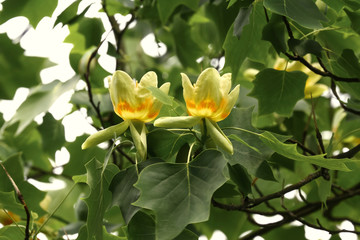 Blüte des Tulpenbaumes, Liriodendron tulipifera