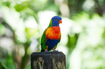 Portrait of rainbow parrots in captivity