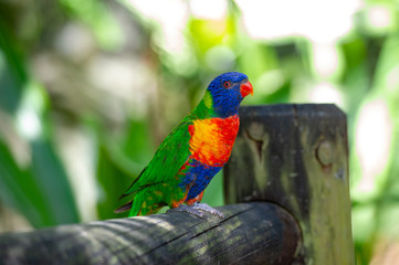 Portrait of rainbow parrots in captivity