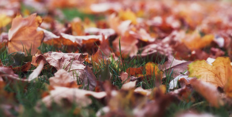 Yellow dry leaves on the grass, autumn landscape.