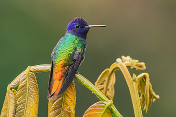 Golden-tailed Sapphire - Chrysuronia oenone, beautiful colored hummingbird from Andean slopes of...
