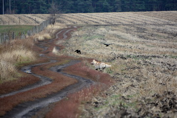 Siberian Husky walk in the fields