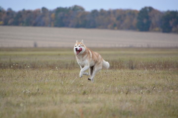 Siberian Husky walk in the fields