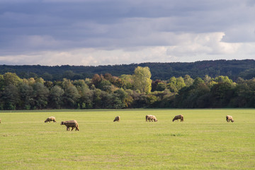 Sheep pasture and forest in alternation of sun and clouds.