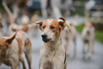 Close up of hound running with the pack out fox hunting in the English countryside.