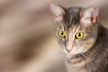 Fototapeta premium Fotos Petra Fürst Katze und Hunde