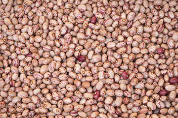 Pinto beans also called Borlotto in Italian language