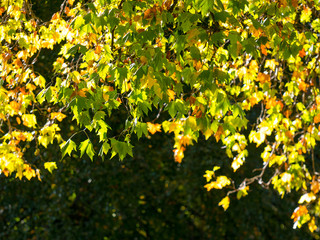 Colorful green & yellow autumn maple leaf on a tree