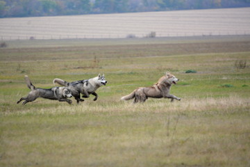 Siberian Husky walk in the fields