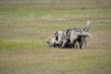 Siberian Husky walk in the fields