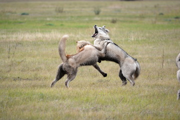 Siberian Husky walk in the fields